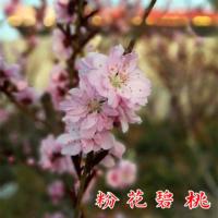 庭院观赏桃花五色碧桃苗千叶碧桃重瓣碧桃苗耐寒盆栽地栽当年开花 粉色碧桃 小苗(买一发三)包活