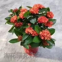 龙船花盆栽 多年生木本植物 花卉庭院阳台四季开花绿植龙船花盆栽 原土球橘黄色带10-13个花苞