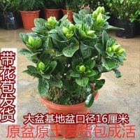 栀子花盆栽花卉植物室内带花苞阳台水培绿植浓香型大树苗四季好养 栀子花大盆(基地盆)