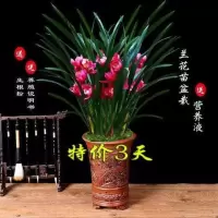 [耐寒耐热]浓香型兰花苗盆栽墨兰建兰室内绿植盆栽好养易花易活 A级大将军 两苗 新手试养买同款两份送一不易开花