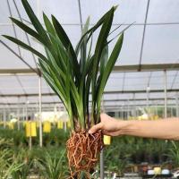 兰花盆栽企黑墨兰报岁兰室内花卉客厅阳台兰花苗宽叶兰花四季常青 精品墨兰企黑 2苗裸根发货[不保证连体当年开花]