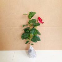 特价万里飘香藤′花苗双喜藤苗四季开花卉攀爬绿植物盆栽室内阳台 1棵苗[送肥料] 不带盆