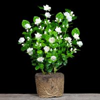 茉莉花盆栽阳台开花观花植物四季浓香驱蚊绿植室内净化空气花卉 茉莉花裸颗一颗(不含盆)