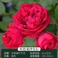 四季开花蔷薇花苗欧月藤本月季大苗爬藤庭院浓香大花阳台花卉盆栽 红色龙沙宝石(大花四季) 中苗(40-60)开花多多