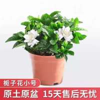 [栀子花带花苞发货]栀子花盆栽四季开花室内桌摆绿植花卉除甲醛 小盆栀子花(原土原盆)