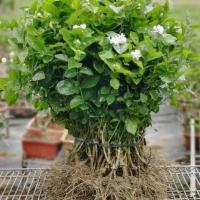 [自家基地直发]广西横县茉莉花苗盆栽室内室外绿植重瓣独杆茉莉 3年5棵