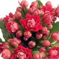 [带花苞]长寿花 长寿花盆栽 四季室内花卉盆栽好养 阳台 水培 开门红-带花苞原盆原土