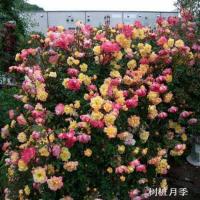 嫁接树桩月季棒棒糖月季树状月季高杆月季树月季花花苗大花特大花[7月2日发完] 月季苗一颗 明年开花 不带盆