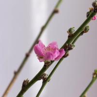 鲜花桃花枝重瓣深粉色花朵水培好养花插花遇水开花春夏冬三季可养 深粉重瓣桃花40厘米2枝