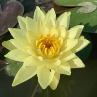 睡莲带花苞发货四季盆栽水培植物大睡莲阳台鱼缸大型池塘睡莲花苗 黄莲[带叶带花苞发货]