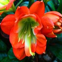 兰花君子兰盆栽圆头和尚立板群兰彩兰当年开花室内客厅办公室 红花绿芯5-7叶子