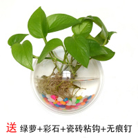 墙上绿萝花瓶客厅壁挂鱼缸房间家居装饰品挂饰幼儿园创意水培花盆 透明款 直径15厘米+免钉粘钩 送绿萝+彩石