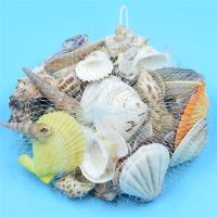 天然夏威夷贝壳白色扇贝壳绘画涂色diy创意海螺贝壳鱼缸造景用 小号混装1斤