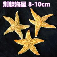 6个仿真海星装饰品摆件道具树脂海星挂件五角星 天然荆棘海星3个
