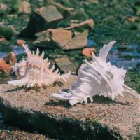 千手螺菊花螺天然海螺贝壳鱼缸装饰品水族箱造景地中海风格小摆件 千手螺7-9cm