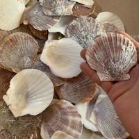 天然烧烤蒜蓉粉丝大白扇贝壳夏贻贝半壳贝壳 7到8厘米红扇贝100片