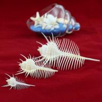 天然海螺贝壳 维纳斯刺螺骨螺 标本海螺收藏精品 创意女生日礼物 精小款4-5cm