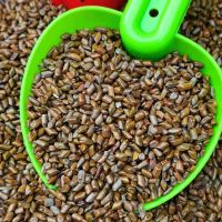 决明子批发沙子10斤散装野生明子儿童玩沙池决明子枕头枕芯颈椎枕 2斤优质杀菌决明子