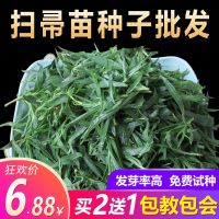 扫帚菜扫帚苗种子绿叶地肤草种子四季野菜蔬菜种孑庭院室外 扫帚苗种子20克