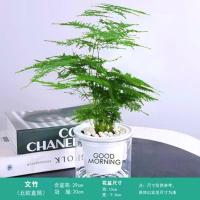 [带懒人盆]罗汉松绿萝发财树芦荟室内办公吸甲醇好养的绿植盆栽 文竹-懒人盆 含盆