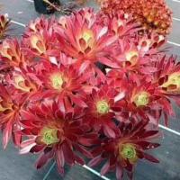 黑法师多肉老桩超大多头花卉多肉植物组合盆栽室内特价清仓甩卖 凤凰8头以上