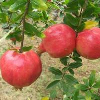 无籽石榴苗突尼斯软籽石榴树苗果树南方北方种植当年结果阳台庭院 蒙山红 4年苗1颗 [送肥料 当年结果]