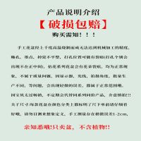 多肉植物花盆陶瓷大号绿萝粗陶吸水透气高盆k釉瓷器老桩盆栽批发 [产品说明介绍图]/一张[不推荐]