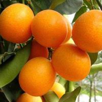 金桔盆栽果树苗南方种植水果苗北方四季果树盆景室内桔子树苗果苗 优质脆皮金桔 四年苗[带土球 带护根软盆]