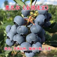 蓝莓树苗果树苗盆栽地栽南方北方四季种植庭院阳台当年结果包成活 奥尼尔(全国适宜) [不推荐]两年小苗一颗装(不包活)