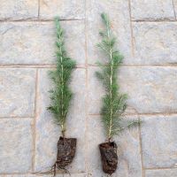 优质雪松树苗雪松小苗圣诞树宝塔松绿植盆栽苗圃直销 2棵30-40厘米高 30cm(含)-50cm(不含)