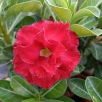 沙漠玫瑰盆栽植物重瓣玫瑰室内绿植四季开花老桩带花桌面花卉绿植 富贵红(带花苞发货) 四年苗(不含盆)