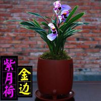 兰花浓香兰花金边矮种,室内花卉绿植盆栽苗多品种易开花好养建兰 一颗1苗 红蜻蜓金边