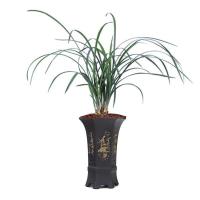 (基地清场特价)建兰大凤素兰花 夏秋花期浓香型四季兰 5元老头苗一苗