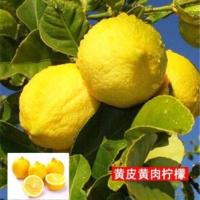 香水柠檬苗 尤利克柠檬树苗盆栽阳台室内植物带果四季结果 果树苗 黄皮黄肉 3年优质苗(1颗装)