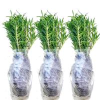 金边吊兰驱蚊薄荷植物室内好养花卉盆栽吸除去甲醛桌面小绿植 3盆太阳花(不含盆)