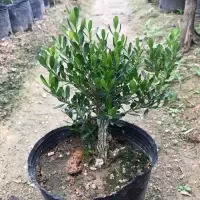 [耐寒好养] 广东皱皮雀舌黄杨苗室内观叶盆景客米叶珍珠黄杨精品. 10-15cm高