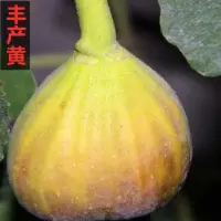 无花果树苗嫁接盆栽植物室内南方种植绿植盆景水果苗特大北方四季 丰产黄 2年苗[次年结果].不推荐