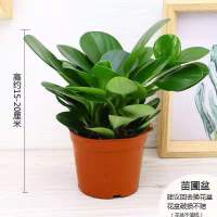 除甲醛四季常青多肉植物盆栽室内桌面绿植绿萝水培植物花卉好养 [一盆装]原土发货 不含盆