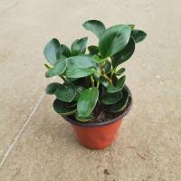 豆瓣绿小盆栽绿植桌面摆件室内多肉植物四季好养花卉碧玉常青净化[8月13日发完] 碧玉(不含盆)一盆