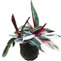 [推荐]凤凰羽水培七彩竹芋植物室内绿植花卉盆栽水养好养客厅花 凤凰羽高20CM左右(最起码三棵) 原盆原土一盆