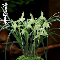 兰草苗 隆昌素 四川名花 室内盆栽绿植 好看花卉 好养易活易上手 2苗连体裸根发货