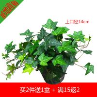 金边常春藤金鱼花吊兰盆栽室内绿植花卉植物吸收甲醛净化空气好养 常春藤1盆[黑色营养盆]买2送1