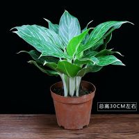 白雪公主盆栽办公室内好养植物四季常青客厅净化空气花卉桌面绿植 白雪公主(塑料原盆)