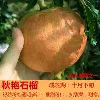 突尼斯软籽石榴树苗无籽石榴苗南北方种植地栽盆栽果树苗 S7秋艳 2年苗一棵(不包活)