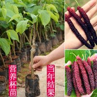 桑葚树苗嫁接四季桑葚子苗台湾长桑果苗养蚕果苗盆栽地栽当年结果 大果桑1棵(带泥球)[酸甜可口] 30-45CM