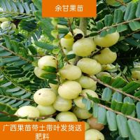 余甘果树苗嫁接大玉油甘果苗南北方庭院盆栽种植果树苗带土 1年小苗40厘米高带杯发