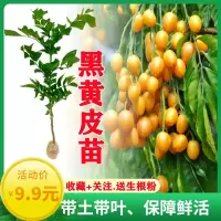 贵妃黄皮树苗 黑黄皮苗 鸡心无核当年结果嫁接果树苗南方庭院盆栽 1年小苗[粗0.4厘米]成活低 出世甜黄皮[带土带叶]