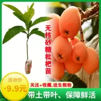 枇杷树苗 砂糖无核枇杷苗 嫁接果树苗当年结果南北方四季庭院盆栽 2年苗[粗0.7公分] 早钟6号枇杷[带土带叶]