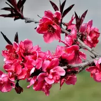 水蜜桃树苗中华寿桃苗 晚熟嫁接桃子苗 鹰嘴桃苗盆栽庭院黄桃树苗 1棵红叶桃花[2年 带土球]