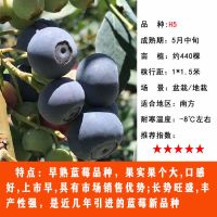 [带土发货]蓝莓树果苗盆栽地栽特大南方北方种植阳台当年结果苗 H5 8年苗1颗[带土球]